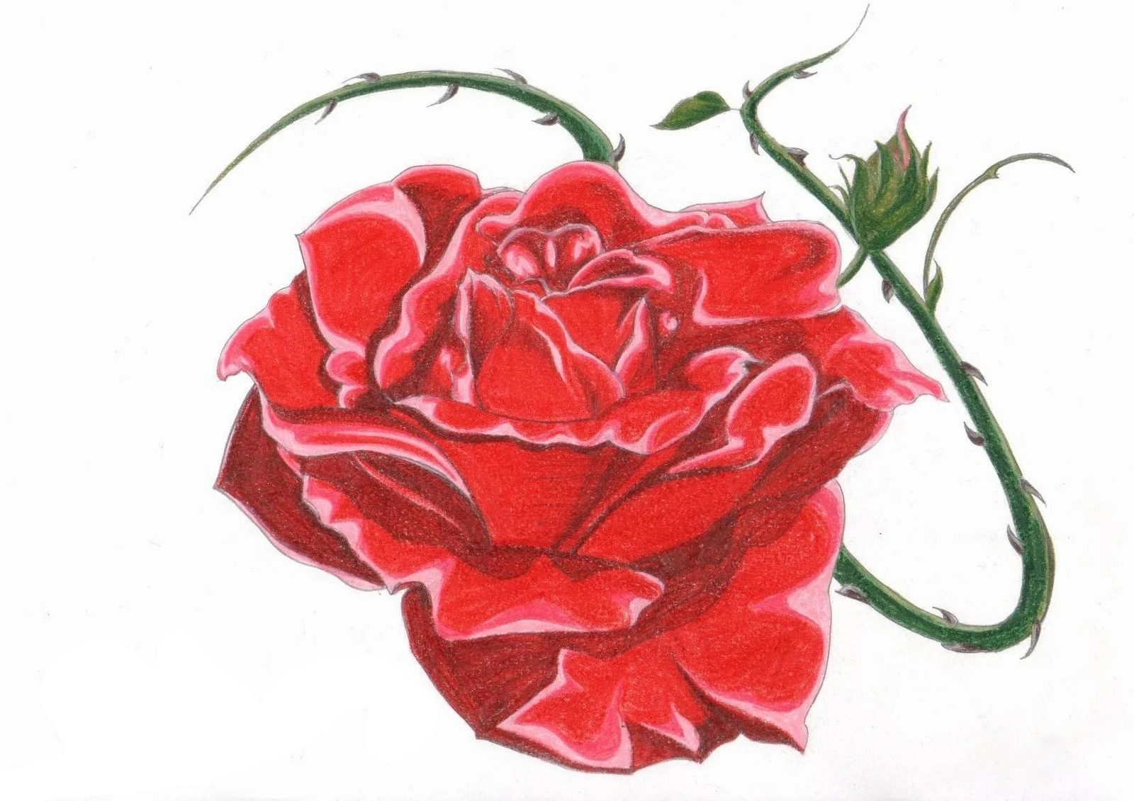 Colored drawing of a red rose