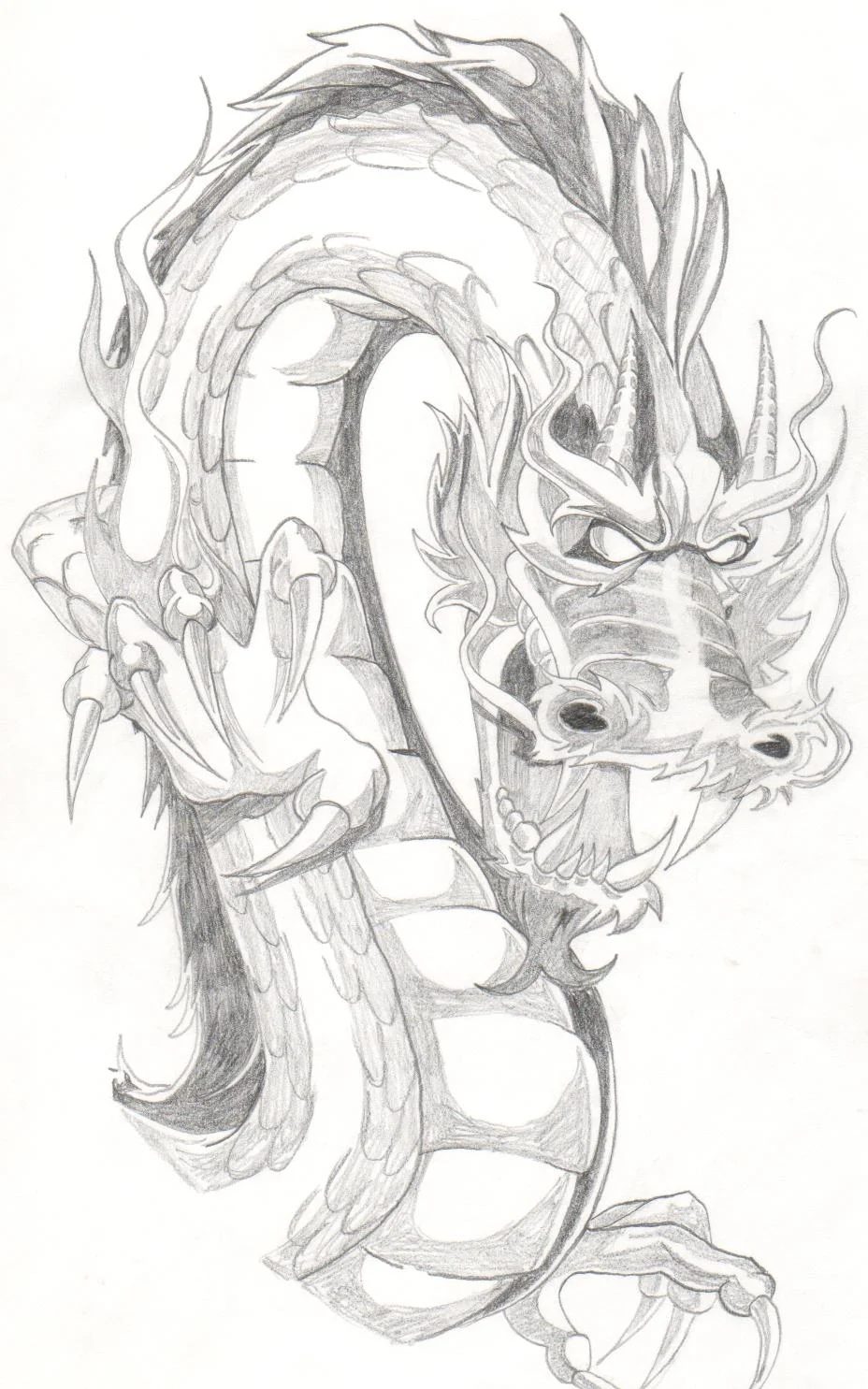 Pencil drawing of a dragon